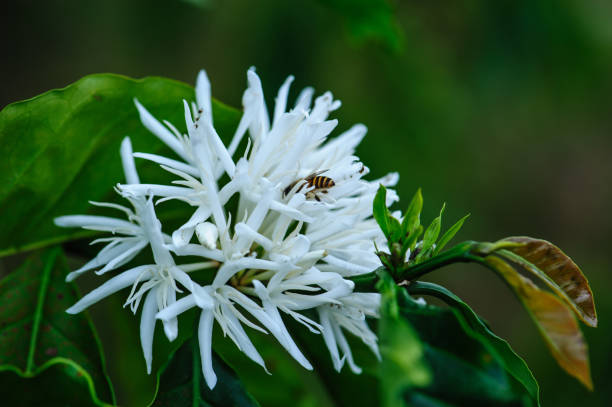 Coffee bean flowers blossom blooming on tree