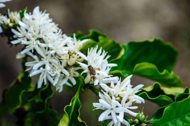 Coffee bean flowers blossom blooming on tree
