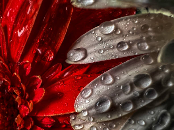 a close-up photography of two Gerber Daisies with water drops on the petals in a dark and moody atmosphere
