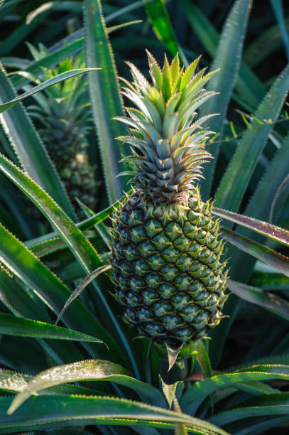 istock Pineapple grow on tree in garden 2141857164