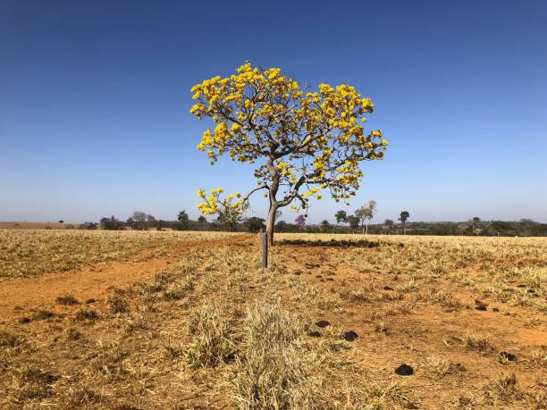 istock beautiful flowering yellow ype tree in the pasture 2141862473