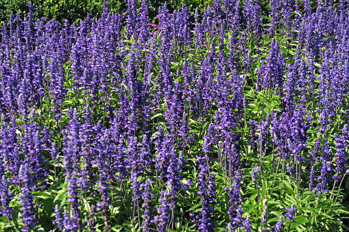 A photo of the garden in summertime