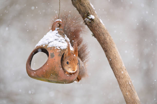 istock Squirrel inside a bird feeder in the snow, Oslo Norway 2141886573