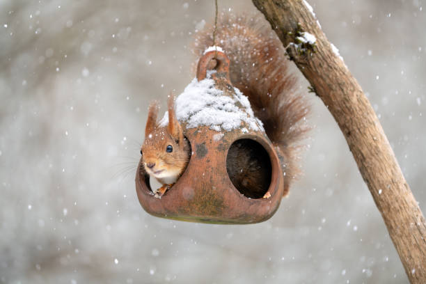 Squirrel stealing sunflower seeds from a terracotta bird feeder in my backyard.