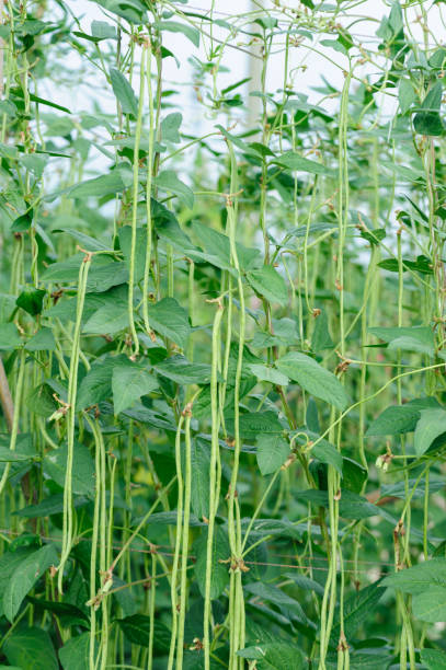 istock Long bean plants in growth at vegetable field 2141901765