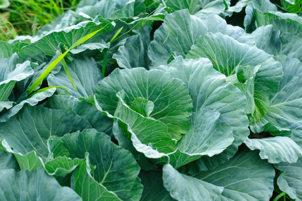 istock Green cabbages in growth at vegetable garden 2141902306