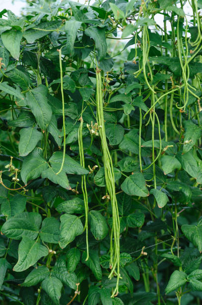 istock Long bean plants in growth at vegetable field 2141903384
