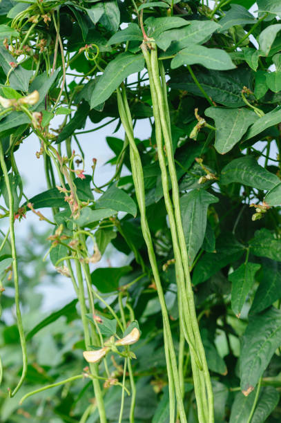 istock Long bean plants in growth at vegetable field 2141903960