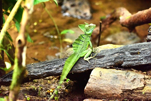 An emerald basilisk takes in its surroundings while standing on a decaying tree limb in a forest in Costa Rica.