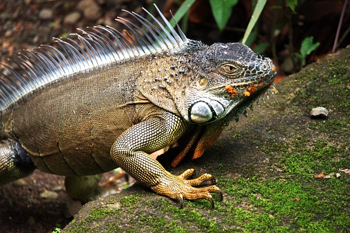 An iguana walks over a  moss covered rock in a forest in Costa Rica.