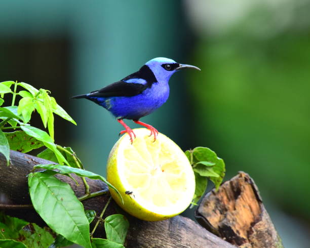 A male red-legged honeycreeper perches on a tree stump in a tropical forest area in Costa Rica.
