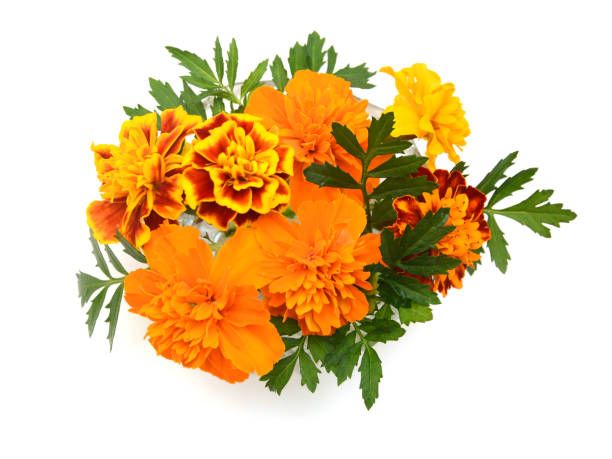 istock Fresh marigold flowers isolated on white background 2141941777