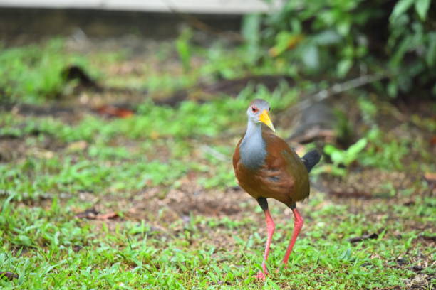 Taxon name: Australian Buff-banded Rail\nTaxon scientific name: Hypotaenidia philippensis mellori\nLocation: Sydney, New South Wales, Australia