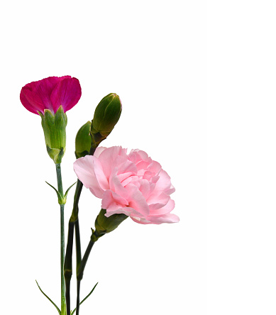 Collection carnation flowers on white background