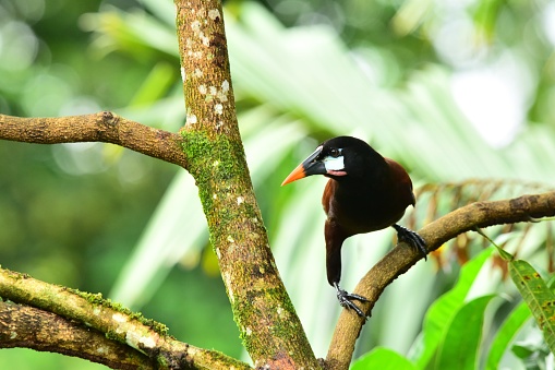 A Montezuma oropendola perches on a tree branch peering at its surroundings in a forest in Costa Rica.