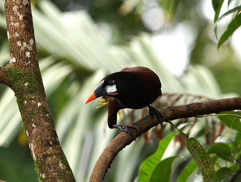 A Montezuma oropendola perches on a tree branch peering at its surroundings in a forest in Costa Rica.