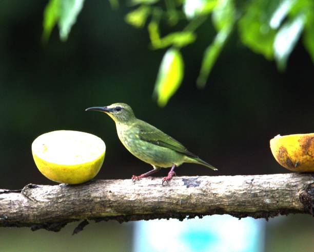 istock Female Green Honeycreeper 2141955574