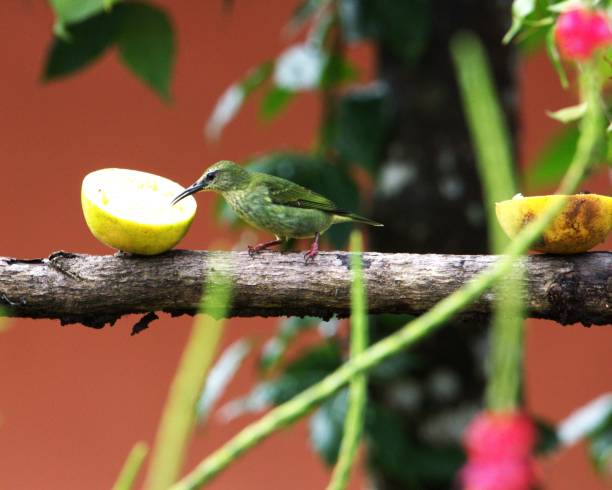 istock Female Red-legged Honeycreeper 2141960301