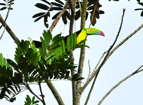 A keel-billed toucan perches in a tree in the tropical forests of Costa Rica.