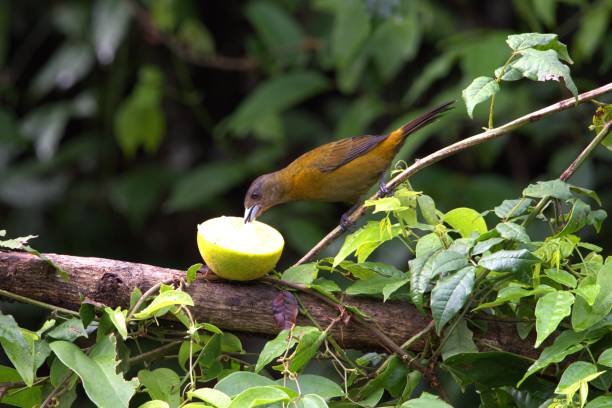 istock Scarlet Rumped Tanager female 2141963995