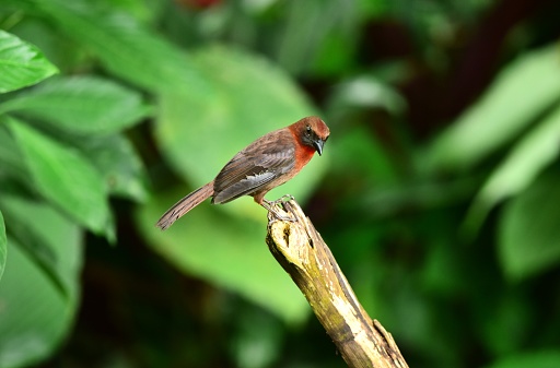 A red-throated ant-tanager perches on a plant stem in a tropical forest in Costa Rica.