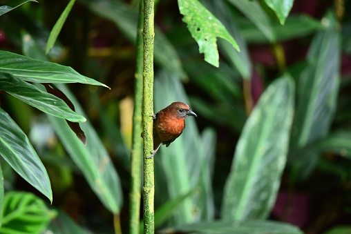 A red-throated ant-tanager perches on a green plant stem in a tropical forest in Costa Rica