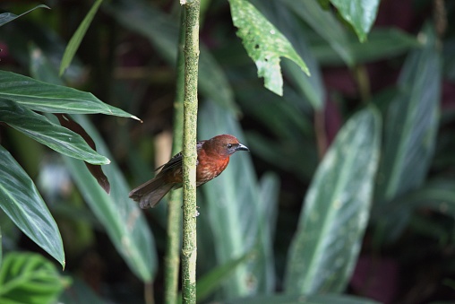 A red-throated ant-tanager perches on a green plant stem in a tropical forest in Costa Rica.