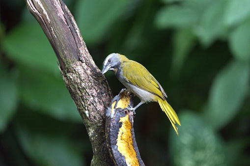 A buff-throated saltator perches on a branch in a tropical forest in Costa Rica.