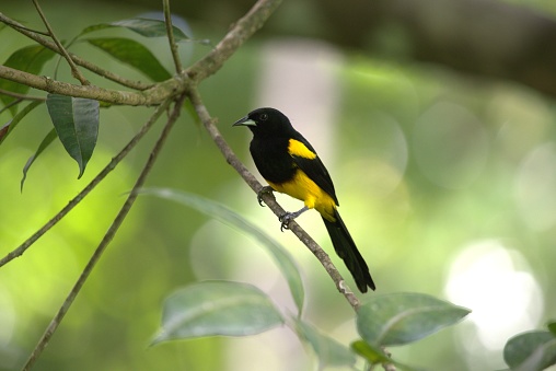 A blacked-cowled oriole perches on a tree branch in tropical Costa Rica.