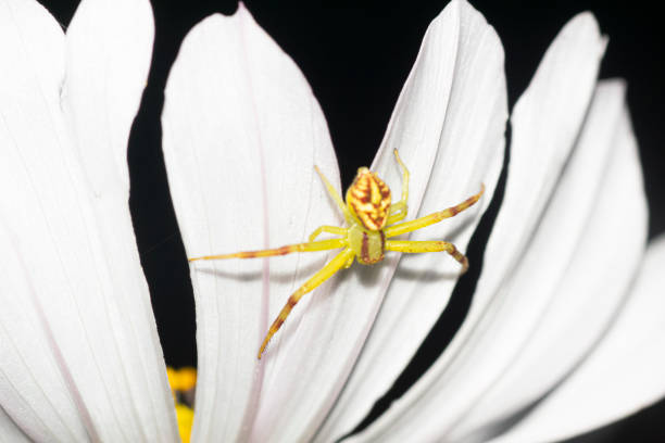 Green little spider on a white cosmos flower