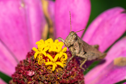 Grasshopper perched on a purple zinnia flower, in the garden