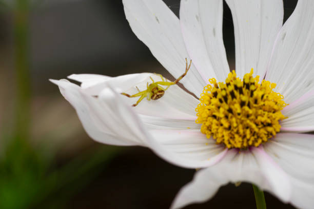 Yellow spider on a white cosmos flower