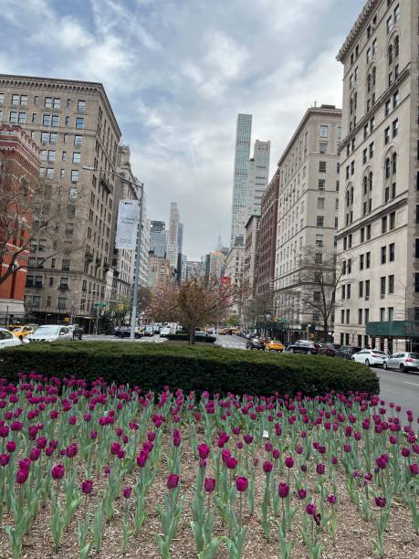 flores de primavera en park avenue, manhattan, nueva york - tree park avenue footpath fotografías e imágenes de stock