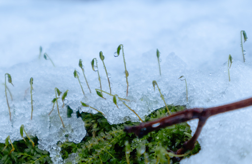 Close up of spring moss sporophytes in the snow after rain