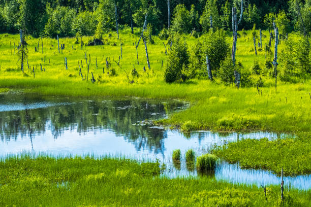 istock Bog and Reflections on Dome Rail Trip, Anchorage to Denali AK 2142069138