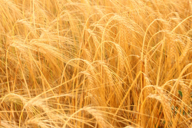 A fields of ready for harvest ripe barley or rye