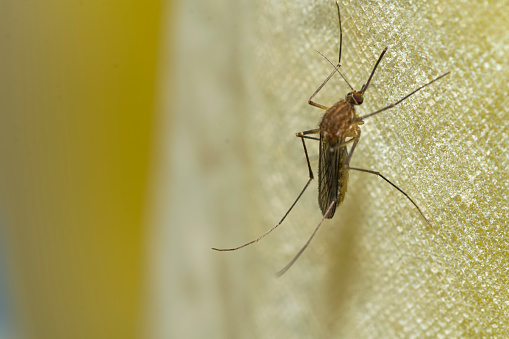 Mosquito perched on a bath curtain