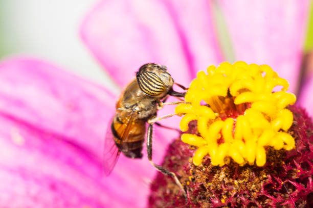 Tiger fly sucking nectar from a purple zinnia flower