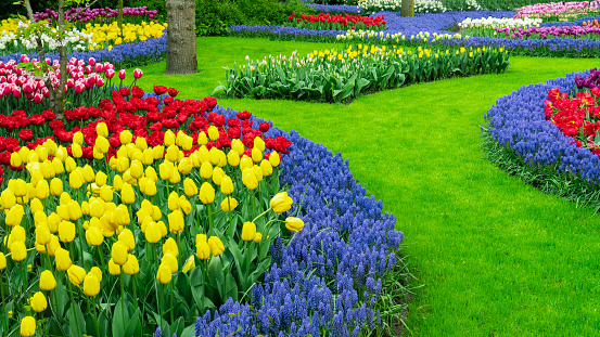 Landscape ideas for spring gardens. Scenery photo with original circular flower beds in Keukenhof Garden, Amsterdam. Tulips and hyacinths in the round flower beds close-up. Perfect lawn edge.