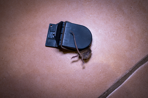 A mouse is caught in a mousetrap