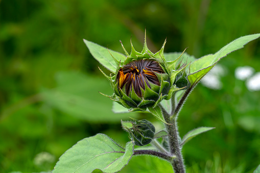 Buds of common sunflower (helianthus annuus) in field