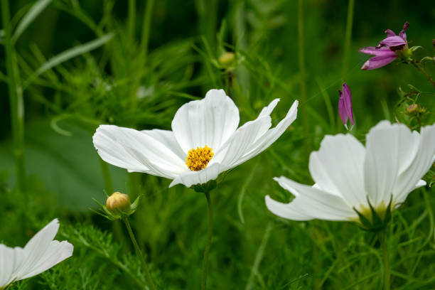 istock White cosmos (c. bipinnatus) with yellow centre in meadow 2142161193