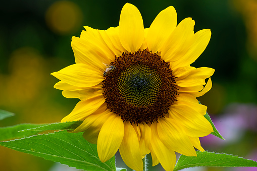 Bright yellow petals of a common sunflower (helianthus annuus) in sunshine