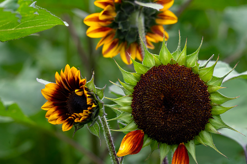 The Helianthus annuus, commonly known as the common sunflower or sunflower, is a species of large annual forb of the daisy family Asteraceae. The common sunflower is harvested for its edible oily seeds which are used in the production of cooking oil.