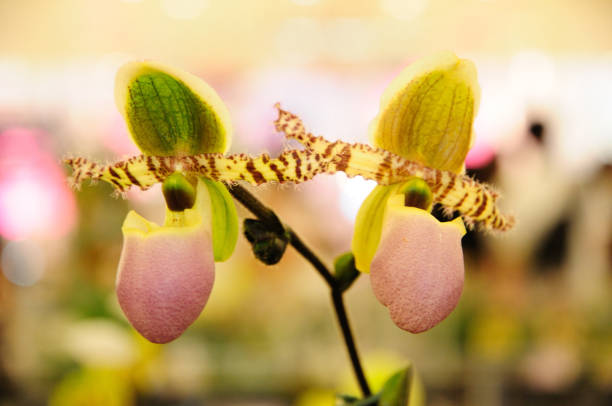 A Photo of Slipper Orchids (Paphiopedilum liemianum)