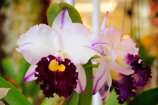 A Photo of White and Purple Cattleya Orchids