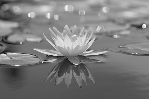 White Water Lily (in monochrome)