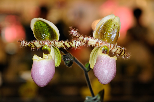 Slipper Orchids (Paphiopedilum liemianum)