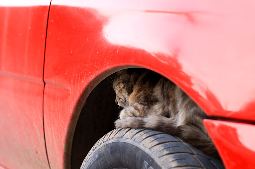 Photo of cat on a car tire. Concept of domestic animals.