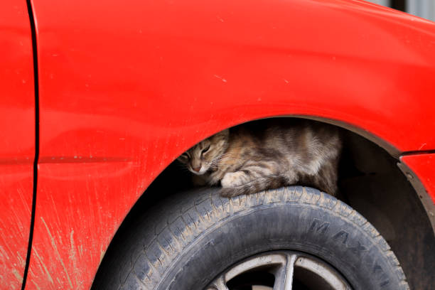 Stray cat napping on a Car